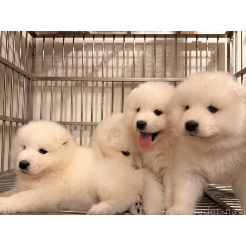 販売中の群馬県のサモエド-417109の3枚目