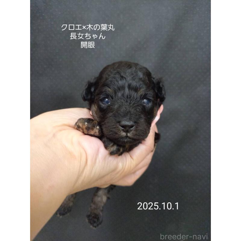 販売中の大阪府のティーカッププードル-413830の5枚目