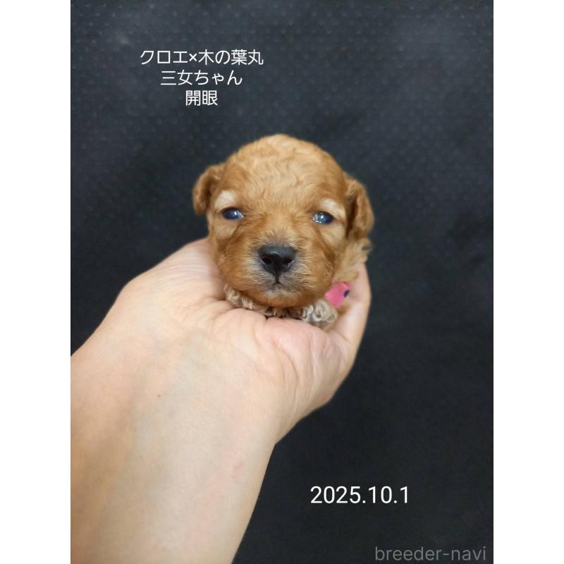 販売中の大阪府のティーカッププードル-413835の5枚目