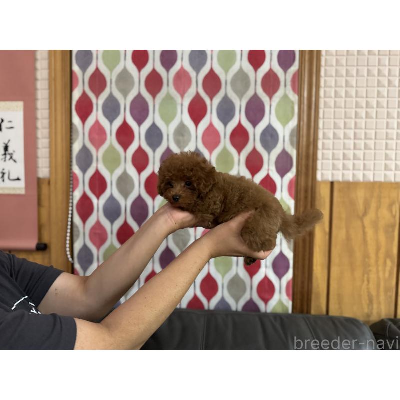 成約済の新潟県のティーカッププードル-414226の3枚目