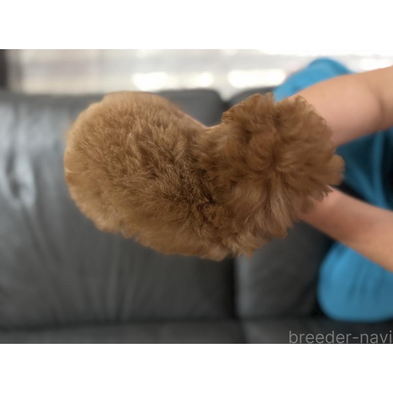 成約済の新潟県のティーカッププードル-414226の2枚目