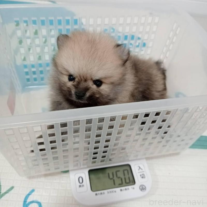 販売中の神奈川県のポメラニアン-417118の4枚目