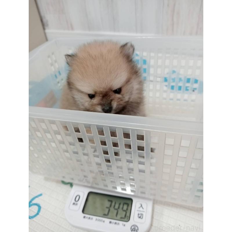 販売中の神奈川県のポメラニアン-417121の11枚目