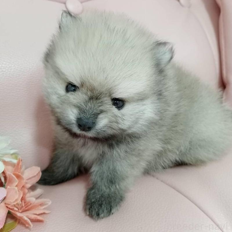 販売中の神奈川県のポメラニアン-417121の10枚目