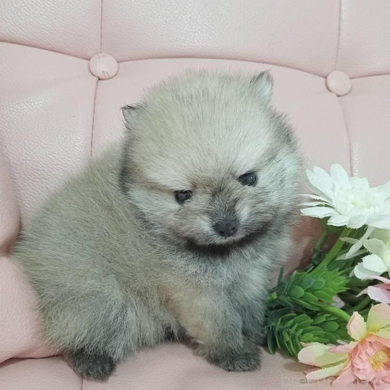 販売中の神奈川県のポメラニアン-417121の9枚目