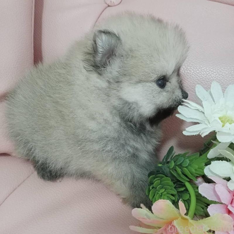 販売中の神奈川県のポメラニアン-417121の7枚目