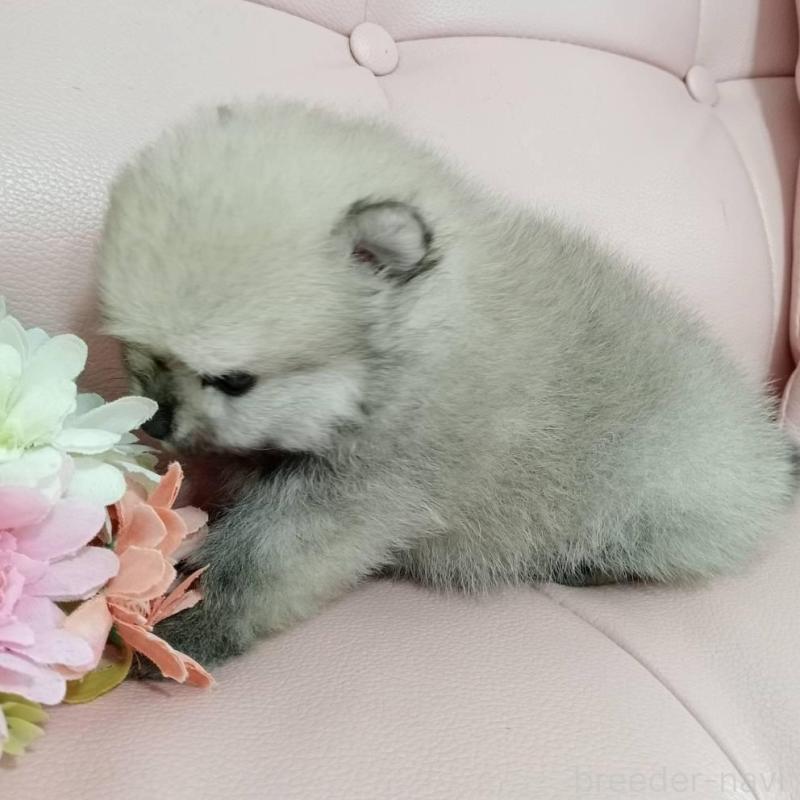 販売中の神奈川県のポメラニアン-417121の4枚目
