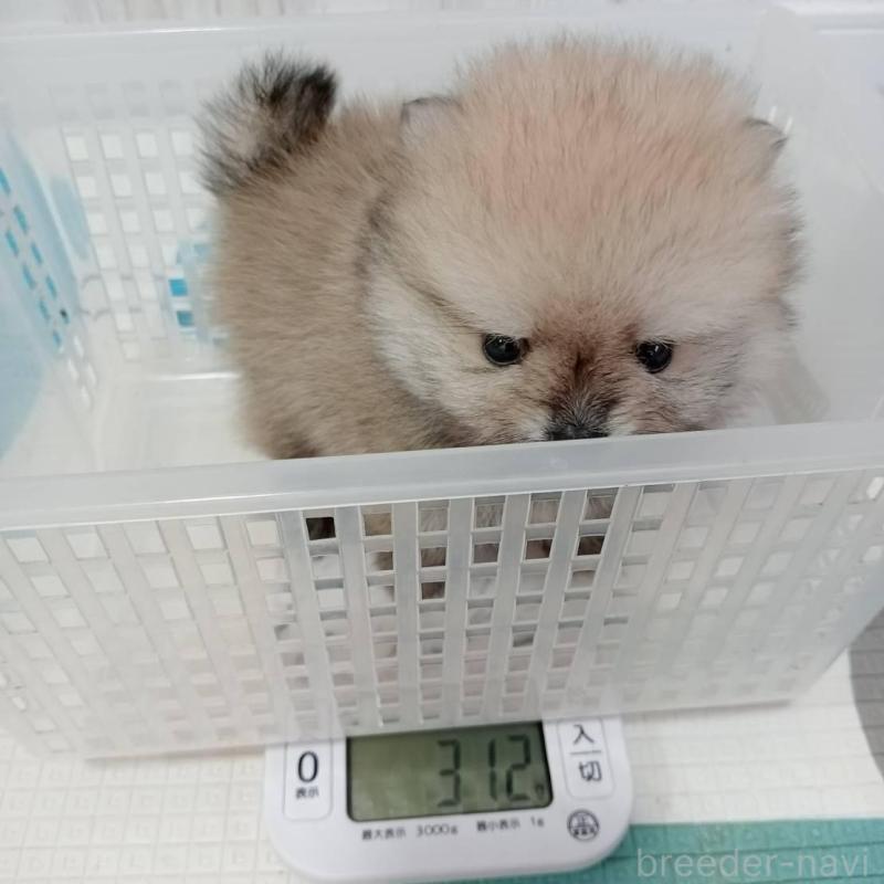 販売中の神奈川県のポメラニアン-417121の2枚目