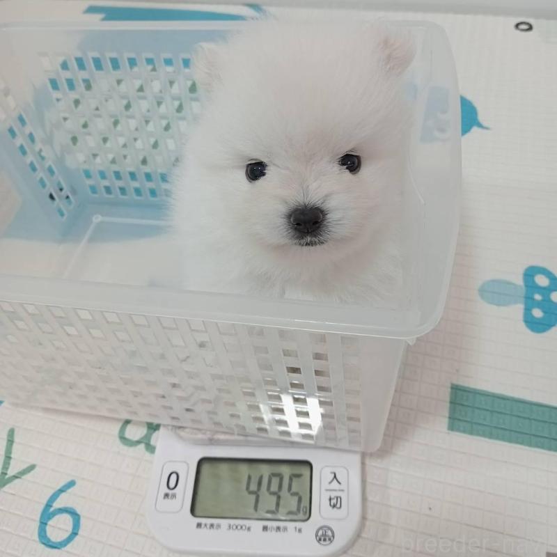 販売中の神奈川県のポメラニアン-417122の6枚目