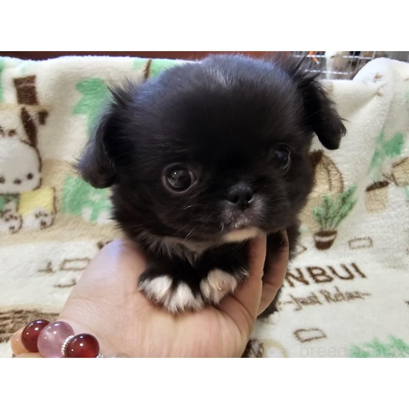 販売中の愛知県のミックス犬-417124の7枚目