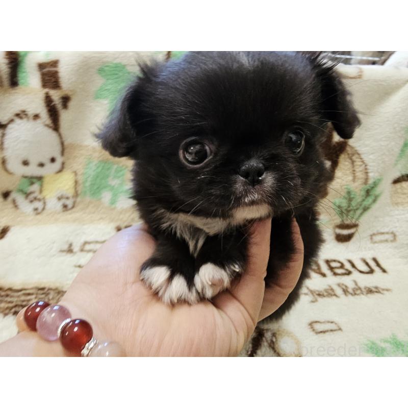 販売中の愛知県のミックス犬-417124の6枚目