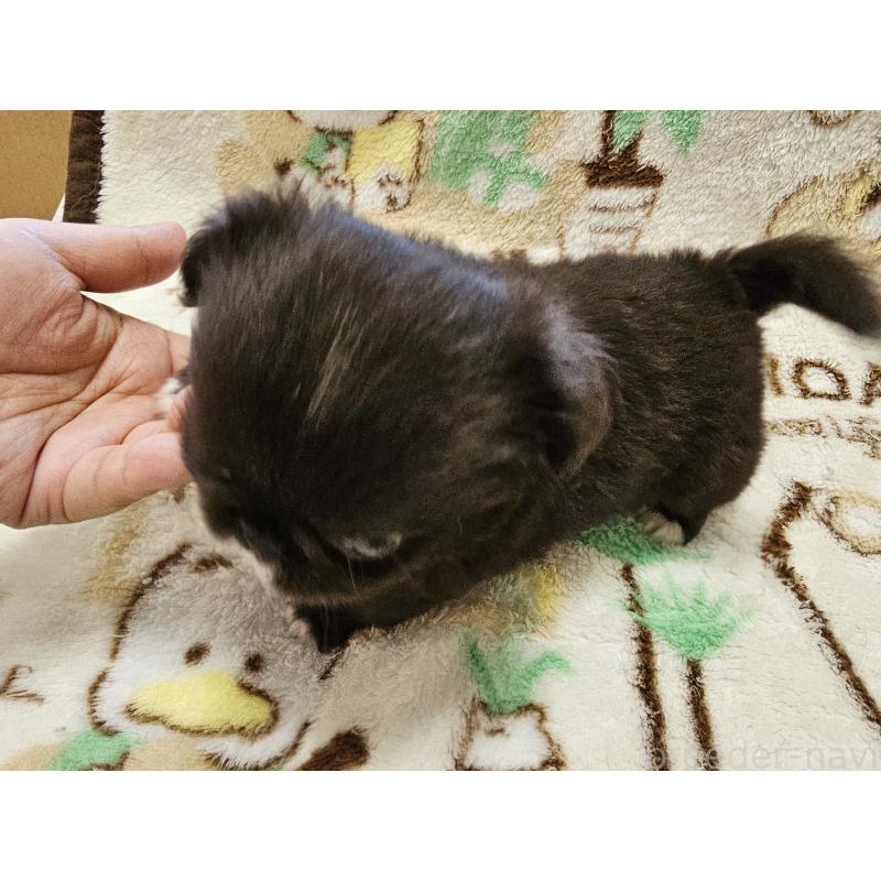販売中の愛知県のミックス犬-417124の4枚目