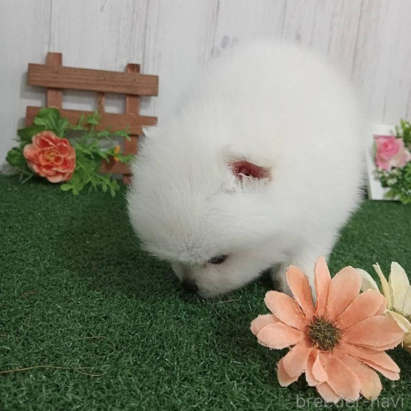 販売中の神奈川県のポメラニアン-417122の4枚目