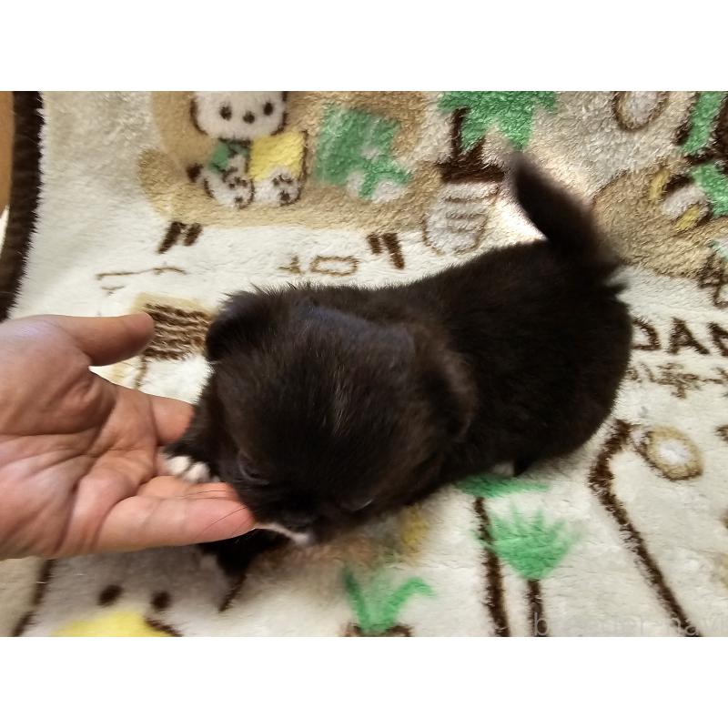 販売中の愛知県のミックス犬-417124の3枚目