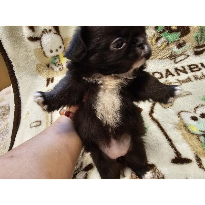 販売中の愛知県のミックス犬-417124の2枚目