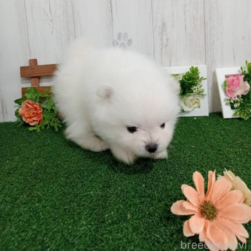 販売中の神奈川県のポメラニアン-417122の3枚目