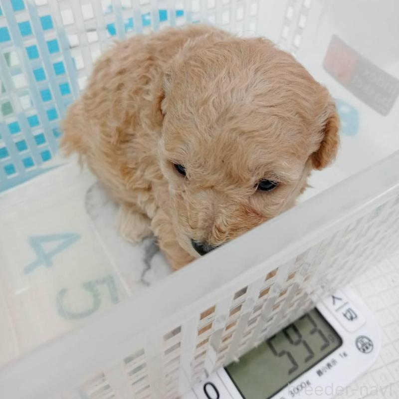販売中の神奈川県のトイプードル-417123の8枚目