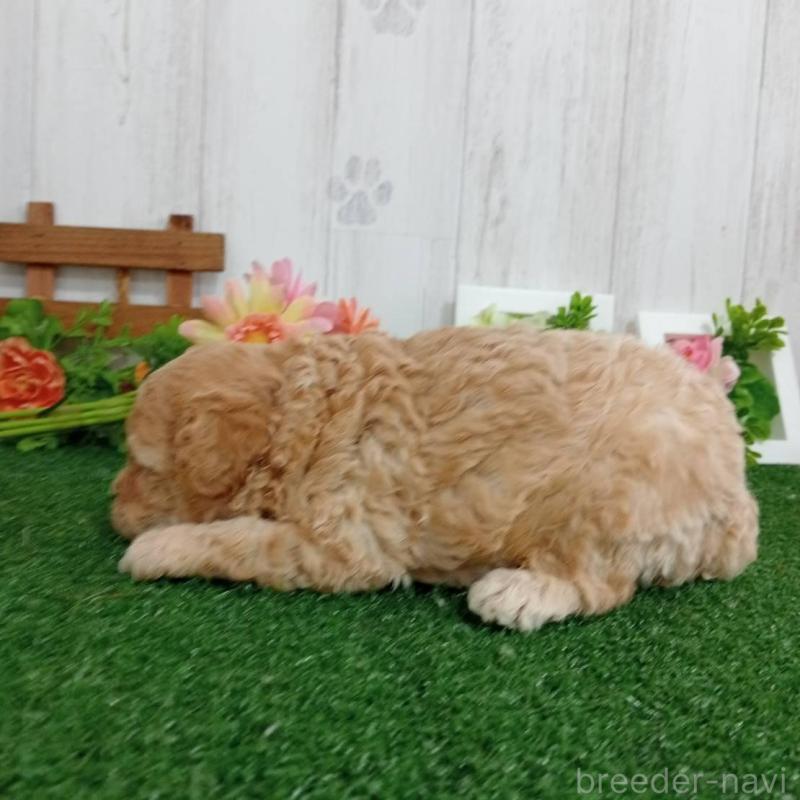 販売中の神奈川県のトイプードル-417123の3枚目