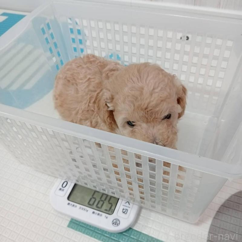 販売中の神奈川県のトイプードル-417123の2枚目