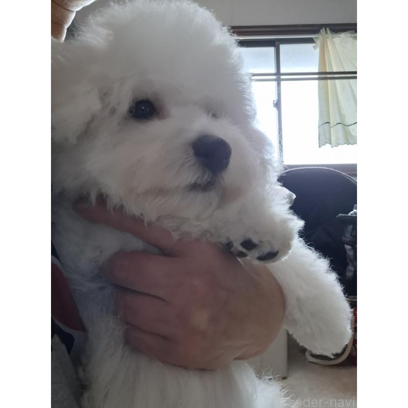 販売中の群馬県のビションフリーゼ-402787の3枚目