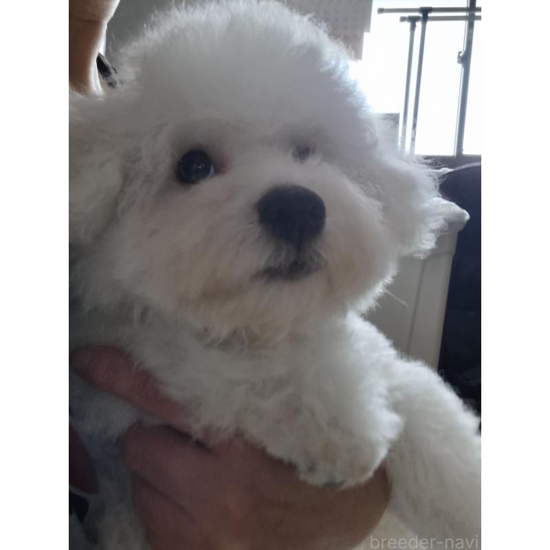 販売中の群馬県のビションフリーゼ-402787の2枚目