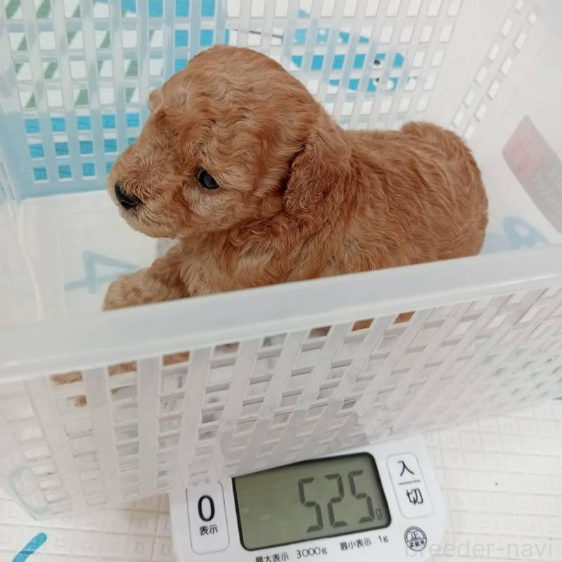 販売中の神奈川県のトイプードル-417125の7枚目