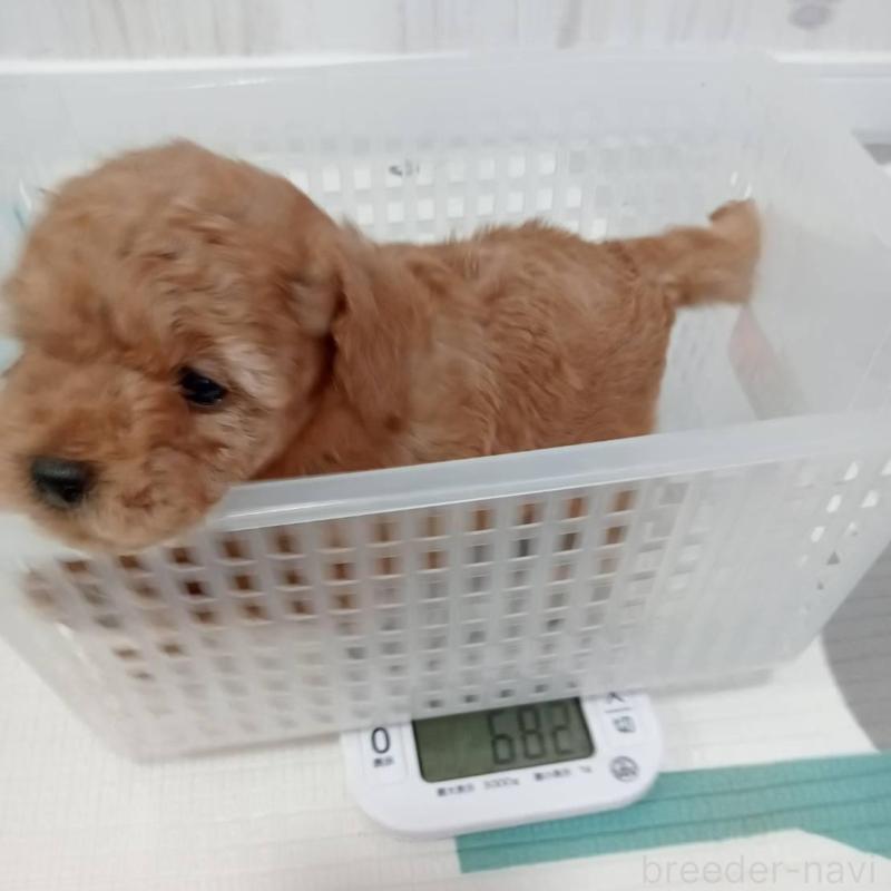 販売中の神奈川県のトイプードル-417125の2枚目