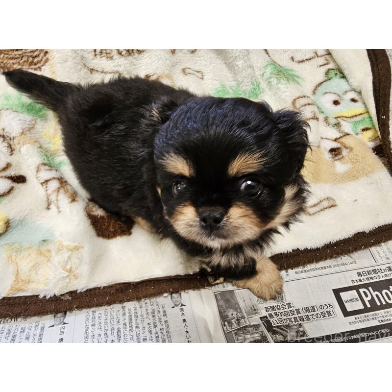 販売中の愛知県のミックス犬-417126の10枚目