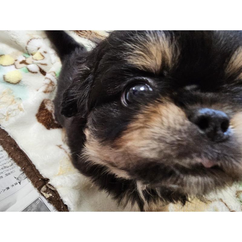販売中の愛知県のミックス犬-417126の8枚目