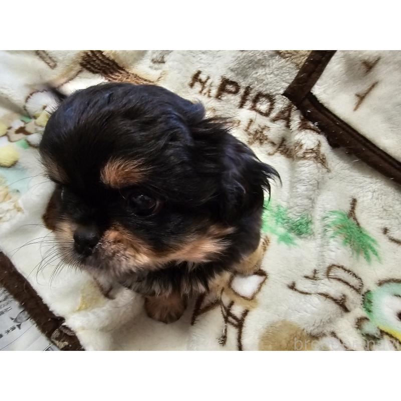 販売中の愛知県のミックス犬-417126の7枚目