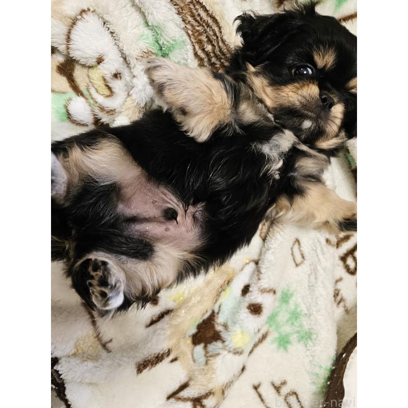 販売中の愛知県のミックス犬-417126の6枚目