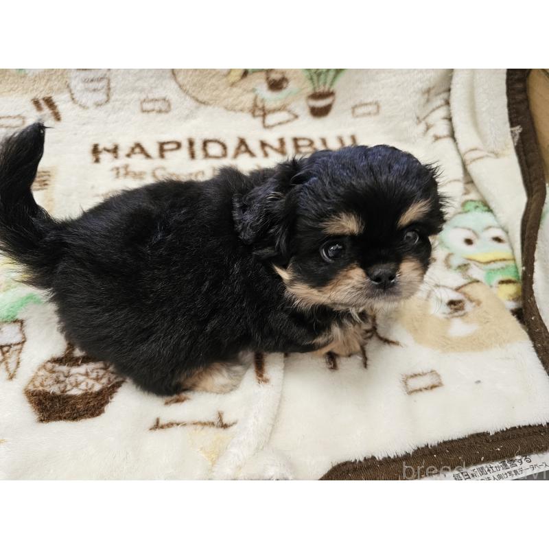 販売中の愛知県のミックス犬-417126の4枚目