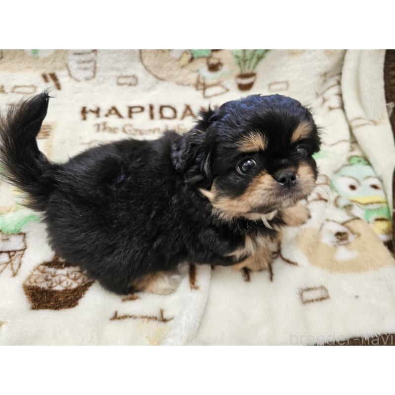 販売中の愛知県のミックス犬-417126の3枚目