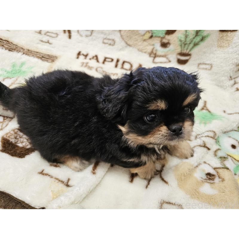 販売中の愛知県のミックス犬-417126の2枚目