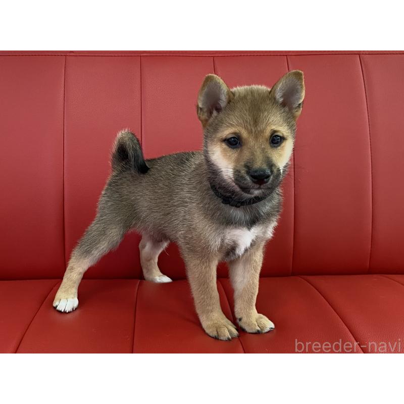 販売中の熊本県の柴犬-410856の3枚目