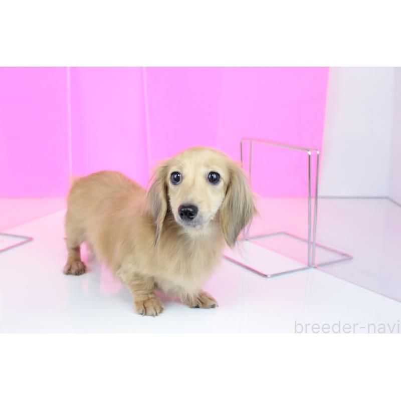 販売中の愛知県のカニンヘンダックスフンド(ロングヘアード)-417143の7枚目