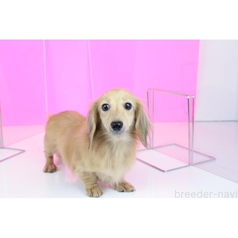 販売中の愛知県のカニンヘンダックスフンド(ロングヘアード)-417143の6枚目