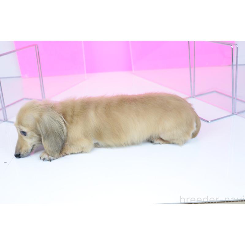 販売中の愛知県のカニンヘンダックスフンド(ロングヘアード)-417143の3枚目