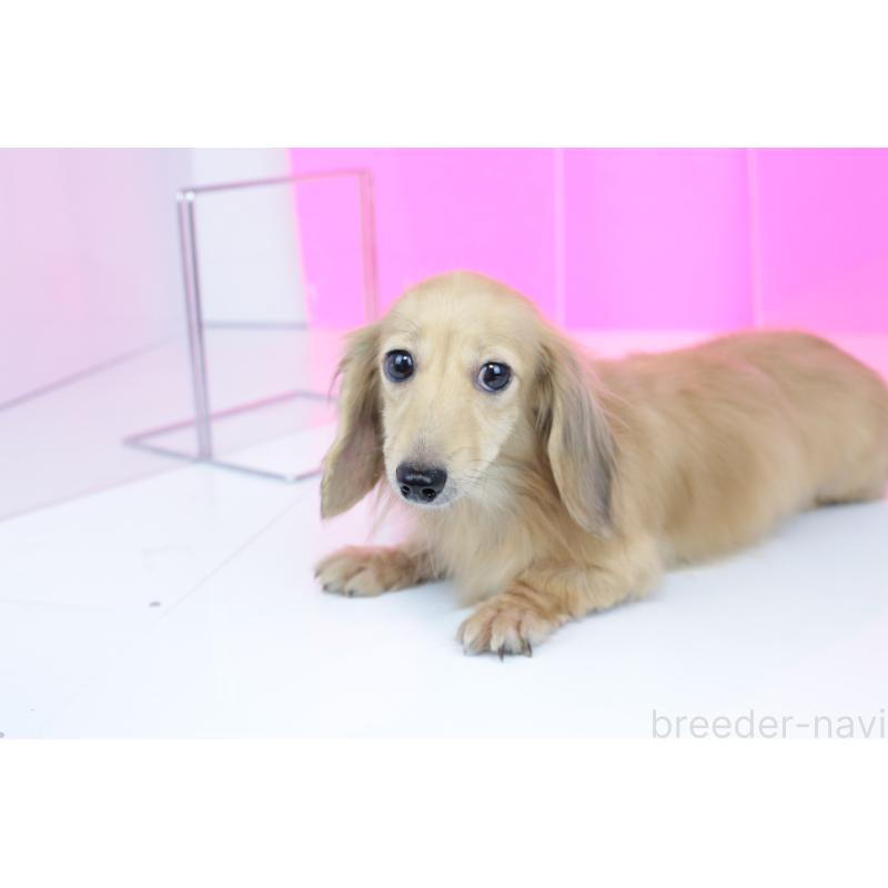 販売中の愛知県のカニンヘンダックスフンド(ロングヘアード)-417143の2枚目
