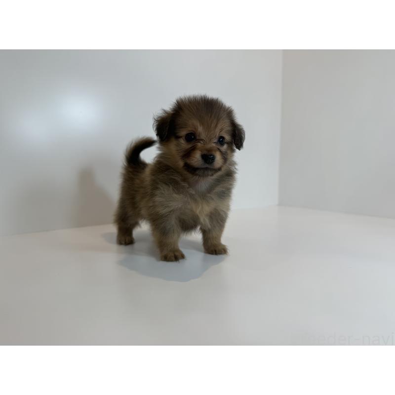 販売中の山口県のミックス犬-417142の3枚目