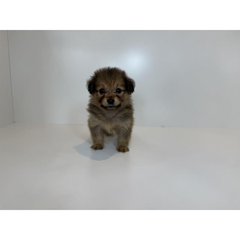販売中の山口県のミックス犬-417142の2枚目