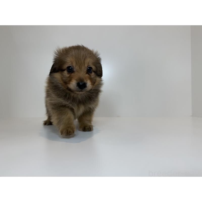 販売中の広島県のミックス犬-417144の3枚目