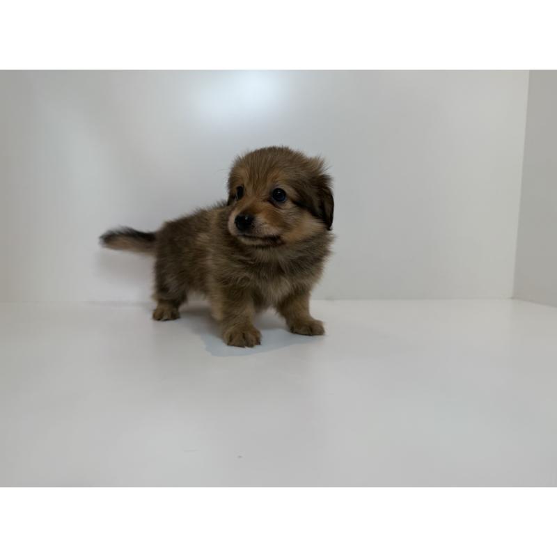 販売中の広島県のミックス犬-417144の2枚目