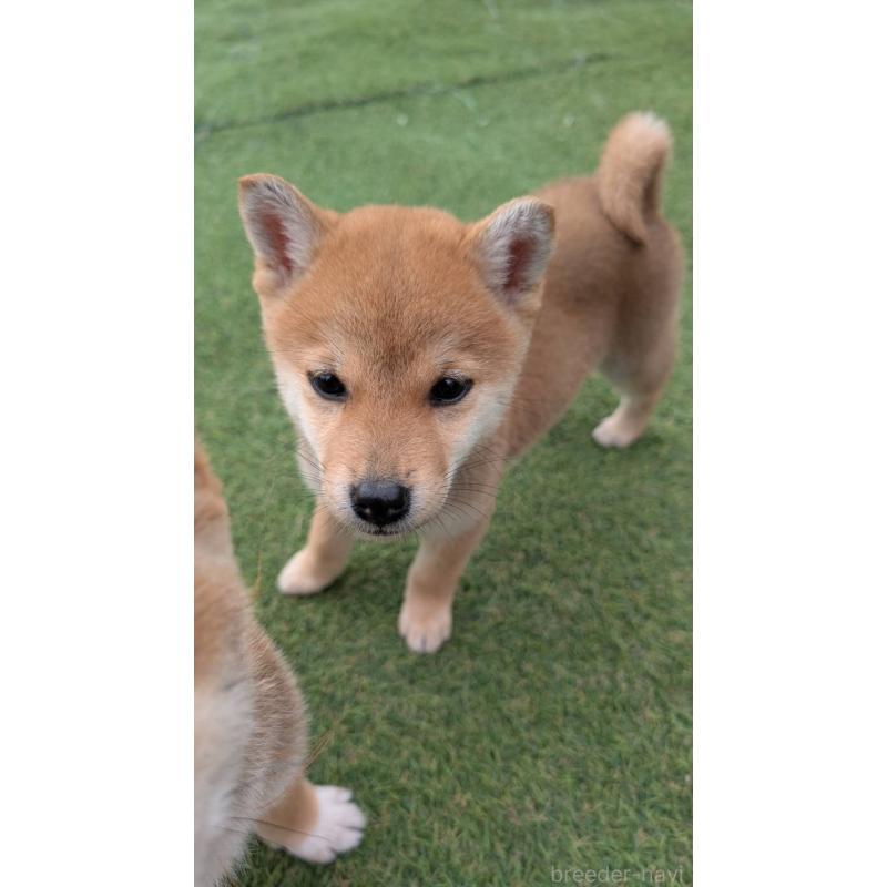 販売中の熊本県の柴犬-401019