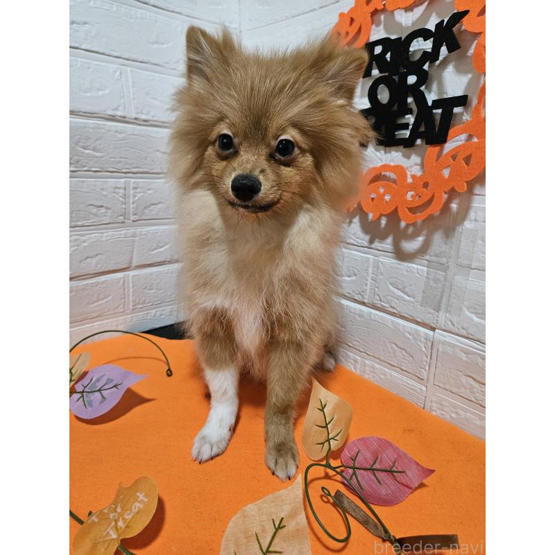 成約済の三重県のポメラニアン-393515の5枚目