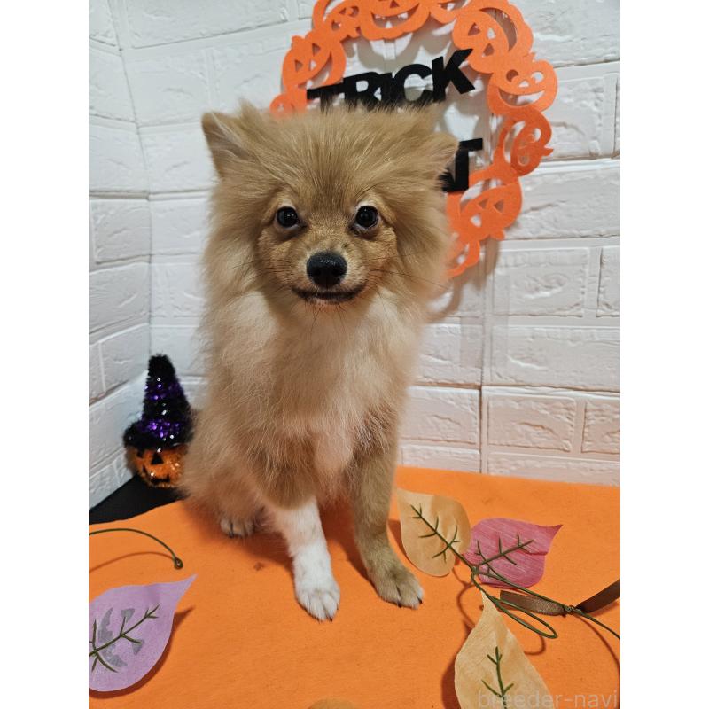 成約済の三重県のポメラニアン-393515の4枚目