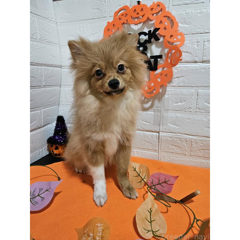 成約済の三重県のポメラニアン-393515の3枚目