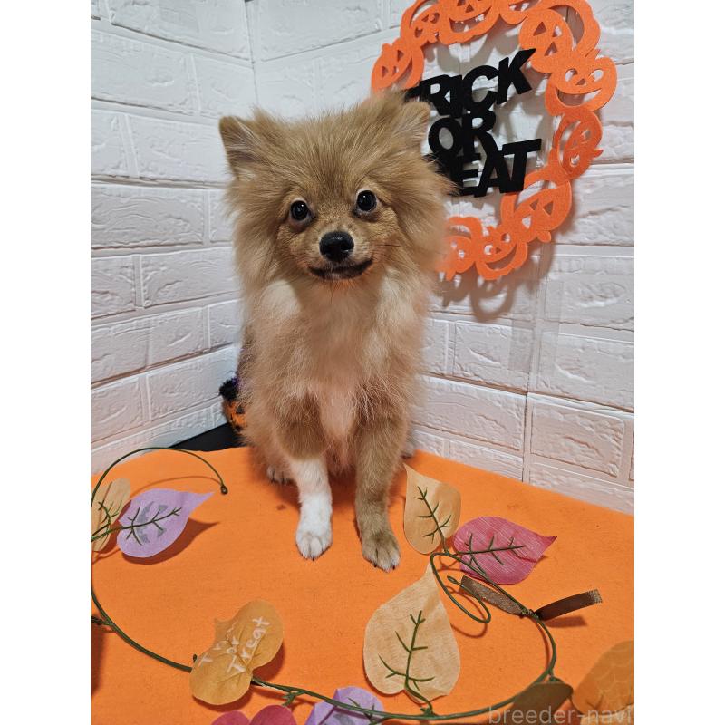 成約済の三重県のポメラニアン-393515の2枚目