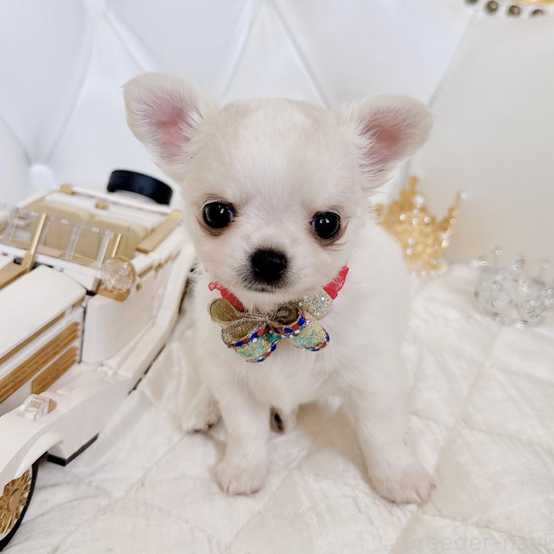 成約済の福岡県のチワワ(ロングコート)-416068の20枚目