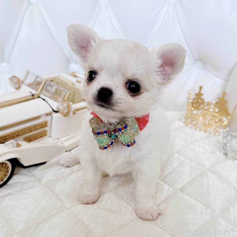 成約済の福岡県のチワワ(ロングコート)-416068の19枚目